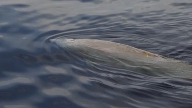 Ziphius cavirostris Cuvier 'in gagalı balinası deniz yüzeyinde nefes alıyor.