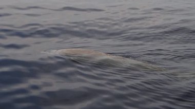 Ziphius cavirostris Cuvier 'in gagalı balinası deniz yüzeyinde nefes alıyor.