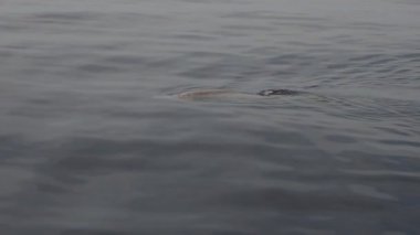 Ziphius cavirostris Cuvier 'in gagalı balinası deniz yüzeyinde nefes alıyor.