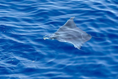 Deniz yüzeyinde yüzen Mobula ışını, Ligurian Denizi, Akdeniz, İtalya.