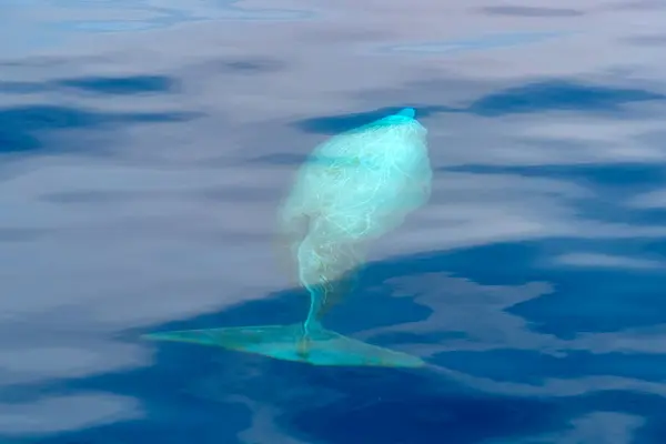 stock image a Cuvier Beaked Whale underwater near sea surface while breathing