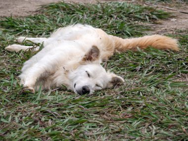 Sicilya 'da çimenlerde dinlenen bir köpek, vendicari.