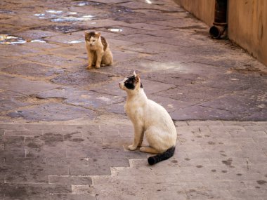 Siraküza caddesinde dinlenen iki kedi, Sicilya
