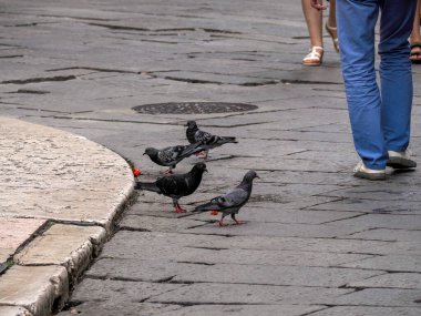 Verona İtalya 'da karpuz yiyen bir güvercin.