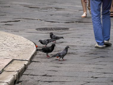 A pigeon eating watermelon in Verona Italy clipart