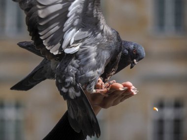 Bogota Plaza de Bolivar, Kolombiya 'da güvercinleri besleyen bir ekip.