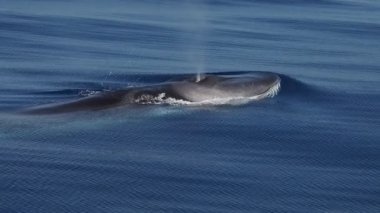 Pelagos Sığınak Ligurian Denizi, Akdeniz, İtalya 'da deniz yüzeyinde nefes alan yüzgeçli balina Dünya gezegeninin ikinci büyük hayvanı.