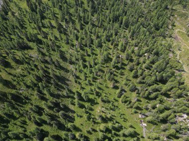 Kuzey İtalya 'da Trentino, Güney Tyrol' deki Dolomites dağ manzarasının Ermentarola 'dan Marmolada' daki bir çam ağacı..