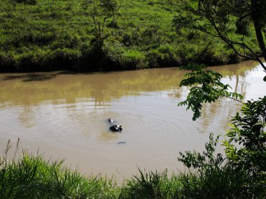 Su aygırları Kolombiya 'nın nehirlerinde ve göllerinde yaşar.