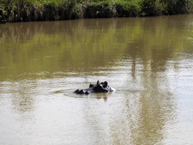 Su aygırları Kolombiya 'nın nehirlerinde ve göllerinde yaşar.