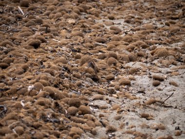 Sicilya 'da kumları kış fırtınalarından koruyan ve Akdeniz' de kıyı erozyonunu önleyen bir sürü Posidonia algosu var..