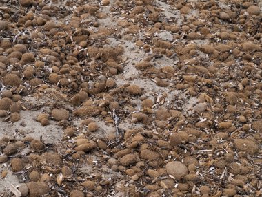 Sicilya 'da kumları kış fırtınalarından koruyan ve Akdeniz' de kıyı erozyonunu önleyen bir sürü Posidonia algosu var..