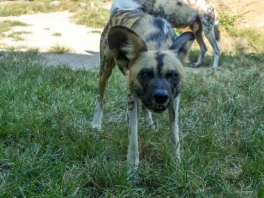 Afrikalı vahşi köpek Lycaon Pictus namı diğer boyalı köpek ya da Pelerin av köpeği. Sana bakıyorum.
