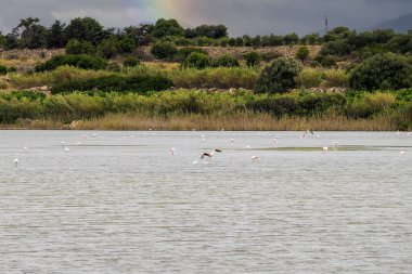 Sicilya 'daki Vendicari vahasında bataklıkta vahşi flamingolar