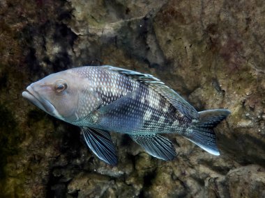 Bir Black Seabass-Centropristis çizgili su altında portre yakın çekim
