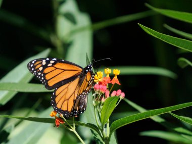 Bir kral kelebeğinin yakın plan çekimi (Danaus plexippus)