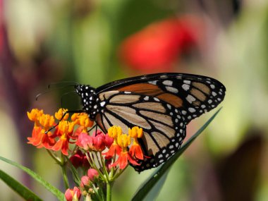 Bir kral kelebeğinin yakın plan çekimi (Danaus plexippus)