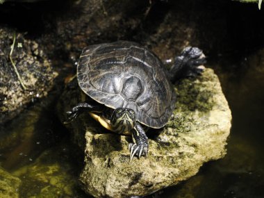 Gölette bir Kaplumbağa Trachemys senaryosu