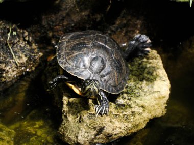 A Turtle Trachemys scripta on pond clipart