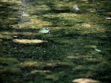 A frog in a pond looks like a painting in Ohio, Usa clipart