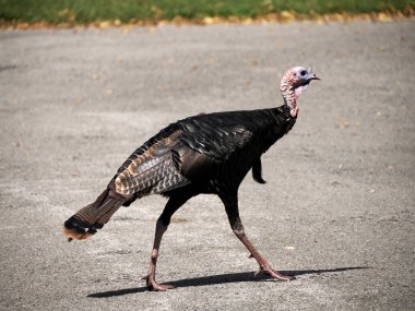 Amerika 'da karşıdan karşıya geçen bir hindi