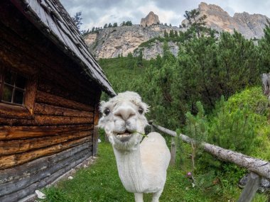 Yeşil çimen arka planında beyaz şirin bir alpaka portresi, dolomitler dağ