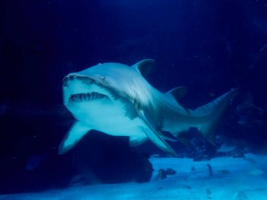 Bir kaplan kum köpekbalığı sualtı portresi Carcharias taurus