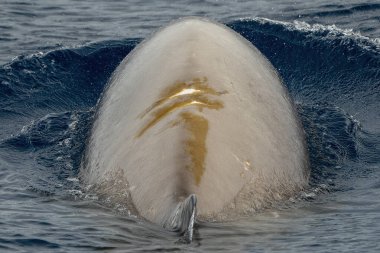 A Cuvier's beaked whale Damaged by propeller impact collision clipart