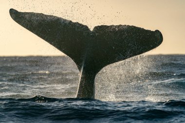 Cabo San Lucas 'ta kambur balina kuyruğu tokatlıyor Pasifik Okyanusu Baja California Gün batımında Meksika' da