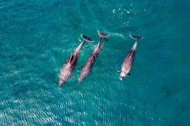 Bir grup şişe burunlu yunus mavi Cortez deniz drone görüntüsü Loreto körfezi California 'da
