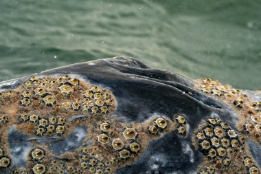 Gri balina parazitleri kabukluları detaylandırır, Barnacle. cyrripedes