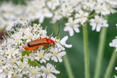 A Rhagonycha fulva red insect on white flower clipart