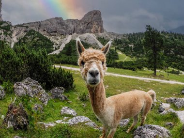 Yeşil çimen arka planında kahverengi şirin alpaka portresi, gökkuşağı arka planında dolomitler.