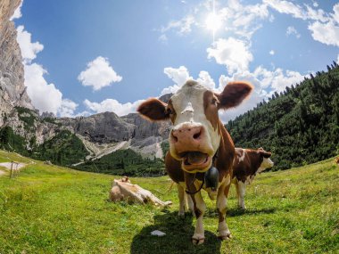 Dolomite dağlarında sana yakından bakan bir inek portresi.