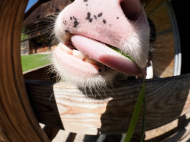 Dolomite dağlarında dana ineğinin ağzı detaylıdır.