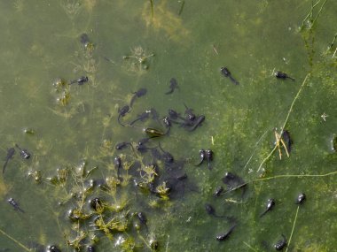 Göletin kenarında bir kurbağa yavrusu sürüsü.