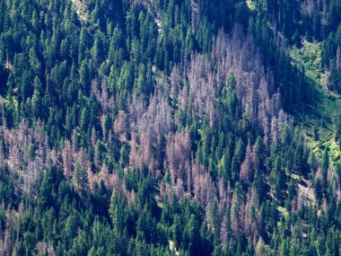 Güney Tyrol İtalya 'daki Ips tipografus böceği baş belası, birçok kırmızı çam ağacı orman tahribatından ölüyor.