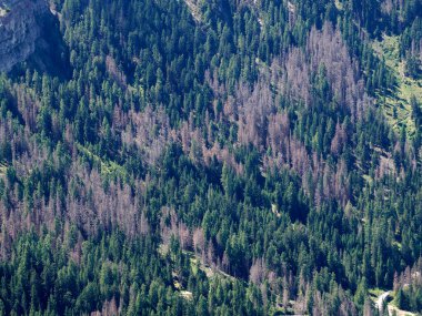 Güney Tyrol İtalya 'daki Ips tipografus böceği baş belası, birçok kırmızı çam ağacı orman tahribatından ölüyor.