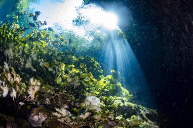 Meksika Cenote sualtı mağarası Tulum 'a dalmak