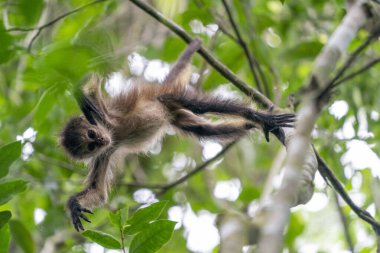 Ağaçtaki bebek bir örümcek maymunu Punta Laguna Meksika 'nın yağmur ormanlarında sana bakıyor.