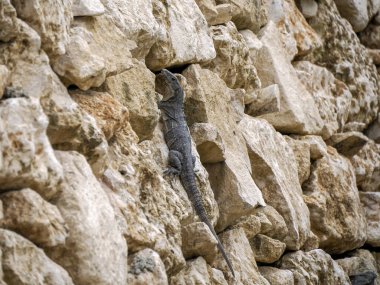 Tulum Maya 'nın kaya duvarındaki bir iguana tarihi arkeolojik alanı Yucatan Meksika' yı mahvediyor.