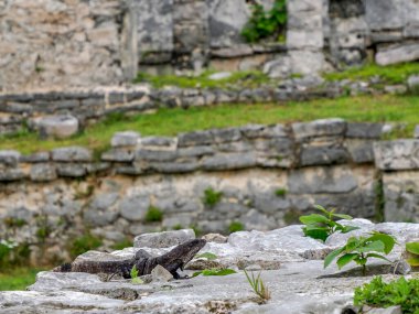 Tulum Maya 'nın kaya duvarındaki bir iguana tarihi arkeolojik alanı Yucatan Meksika' yı mahvediyor.