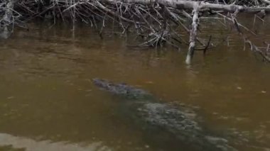 Yucatan Las coloradas laguna nehrinde vahşi bir timsah.