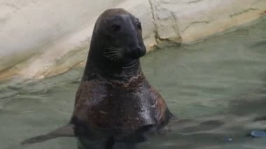 Gri fok sana bakıyor.