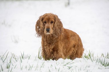 Mutlu cocker spaniel köpek karda