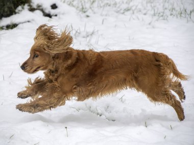 Mutlu cocker spaniel köpek karda
