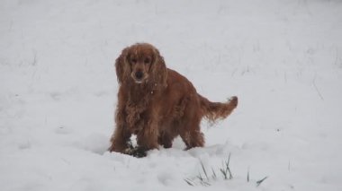 Mutlu cocker spaniel köpek karda ağır çekimde
