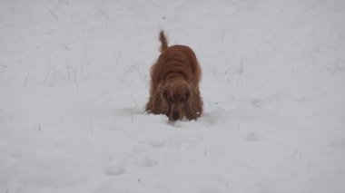 Mutlu cocker spaniel köpek karda ağır çekimde