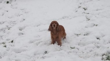 Mutlu cocker spaniel köpek karda ağır çekimde