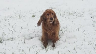 Mutlu cocker spaniel köpek karda ağır çekimde